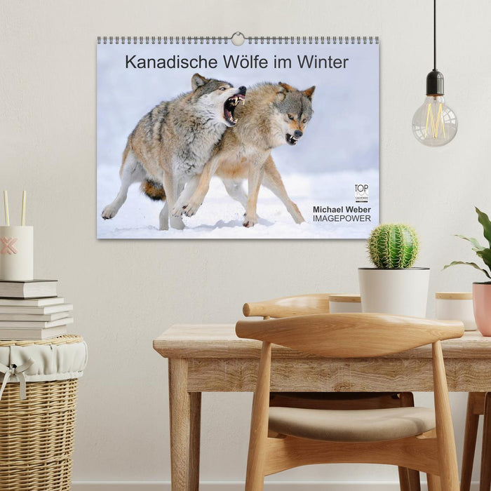 Kanadische Wölfe im Winter (CALVENDO Wandkalender 2026)