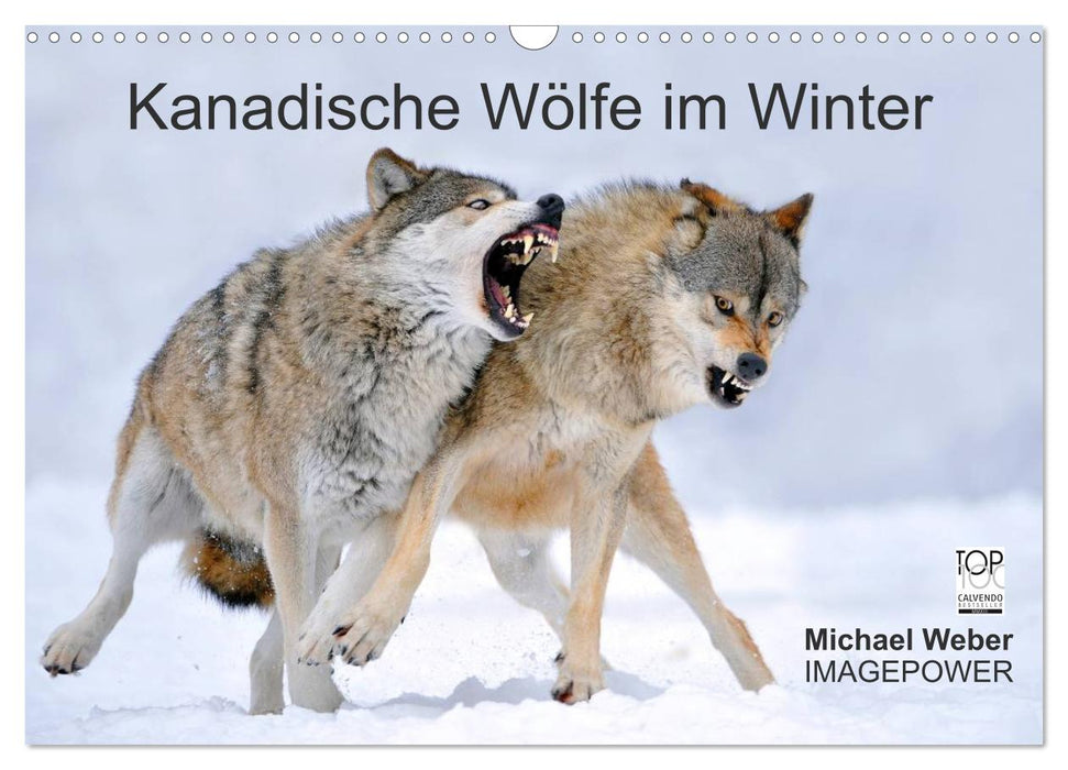 Kanadische Wölfe im Winter (CALVENDO Wandkalender 2026)