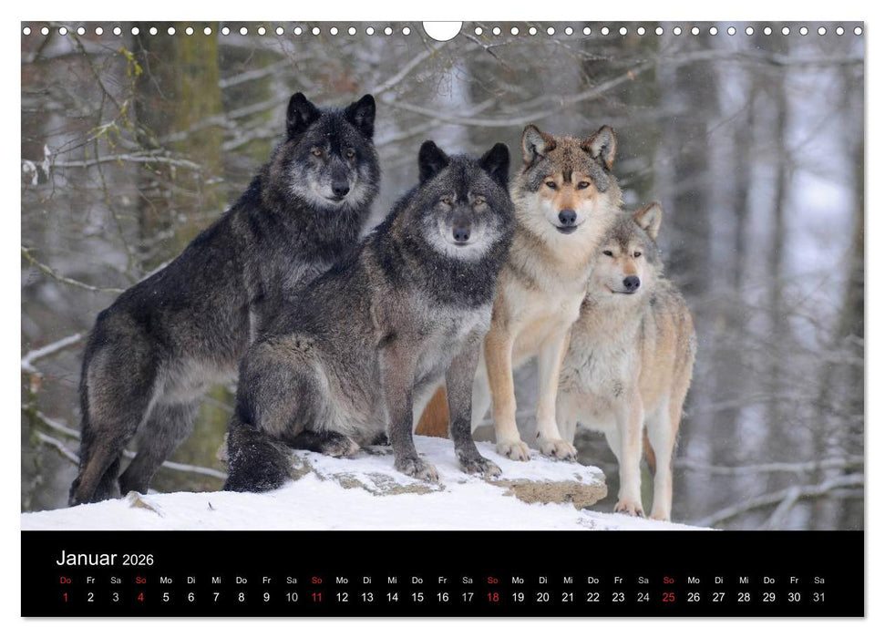 Kanadische Wölfe im Winter (CALVENDO Wandkalender 2026)