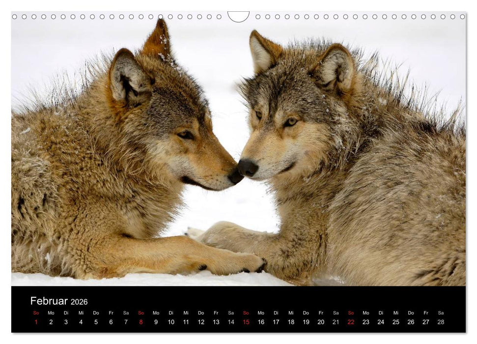 Kanadische Wölfe im Winter (CALVENDO Wandkalender 2026)