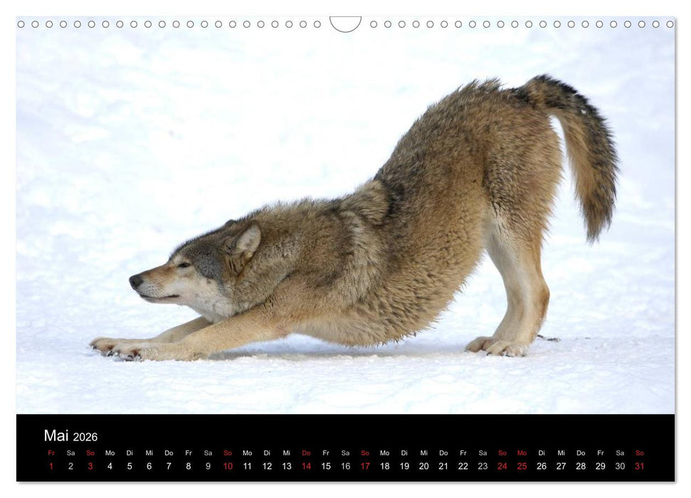 Kanadische Wölfe im Winter (CALVENDO Wandkalender 2026)