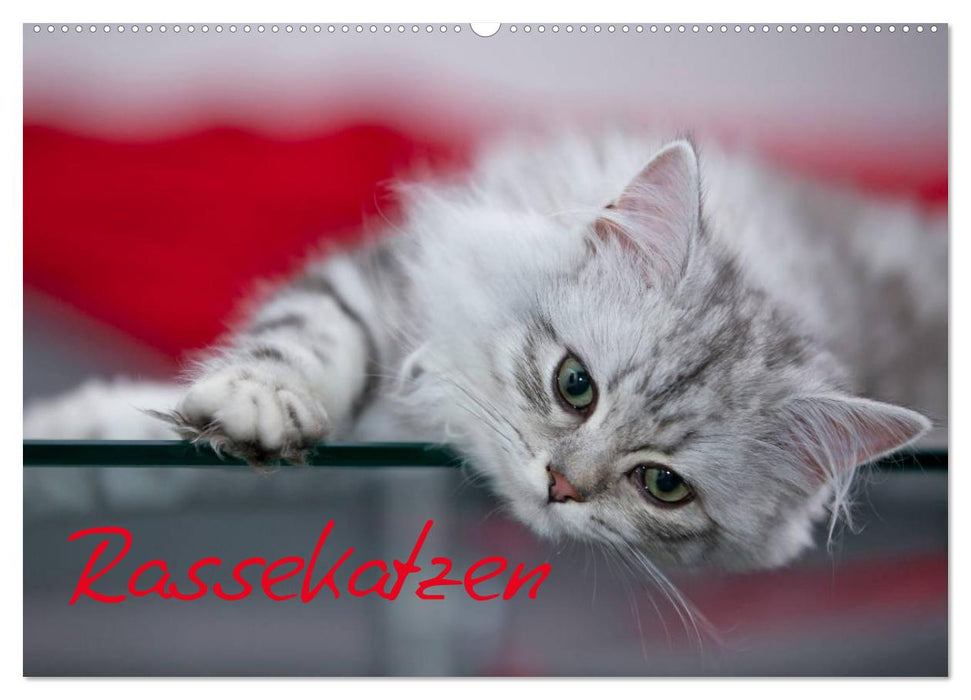 Rassekatzen (CALVENDO Wandkalender 2026)