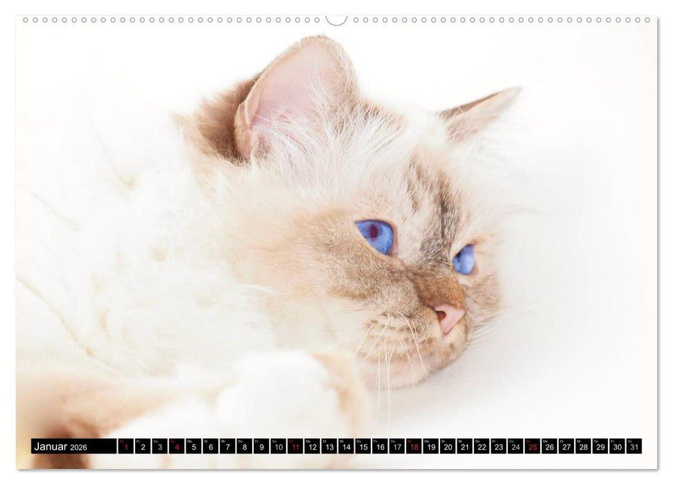 Rassekatzen (CALVENDO Wandkalender 2026)