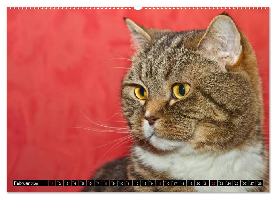 Rassekatzen (CALVENDO Wandkalender 2026)