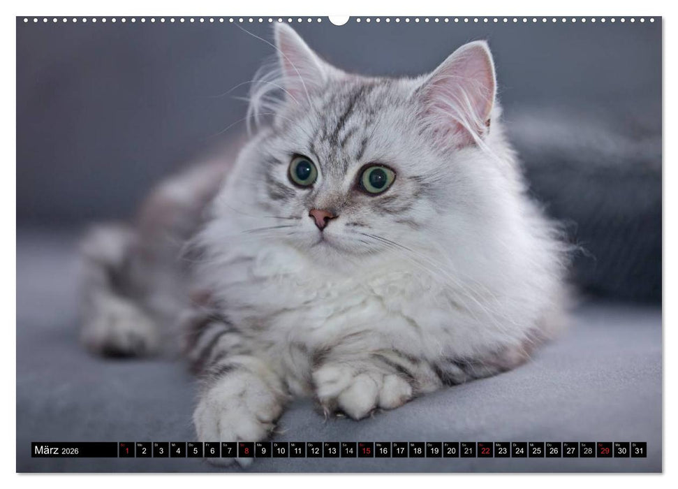 Rassekatzen (CALVENDO Wandkalender 2026)