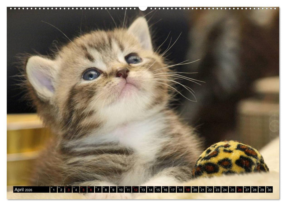 Rassekatzen (CALVENDO Wandkalender 2026)