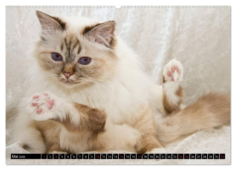 Rassekatzen (CALVENDO Wandkalender 2026)