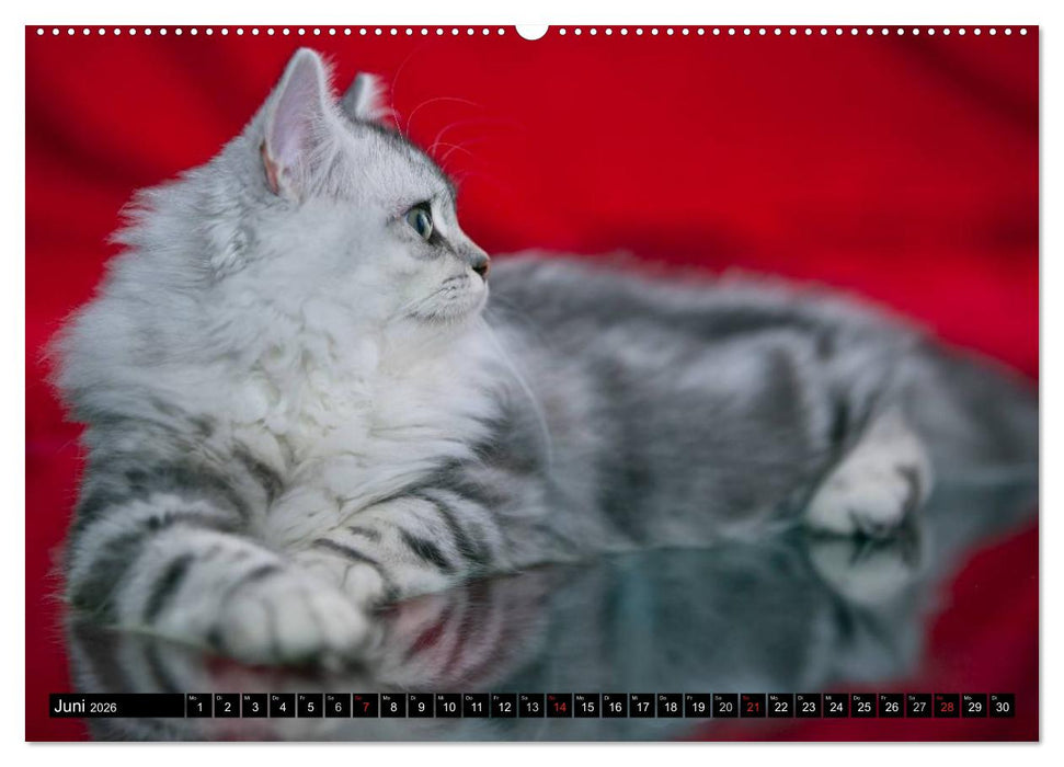 Rassekatzen (CALVENDO Wandkalender 2026)