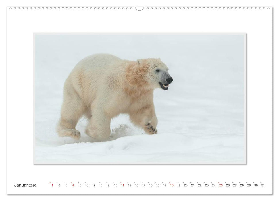 Emotionale Momente: Der Eisbär. (CALVENDO Premium Wandkalender 2026)