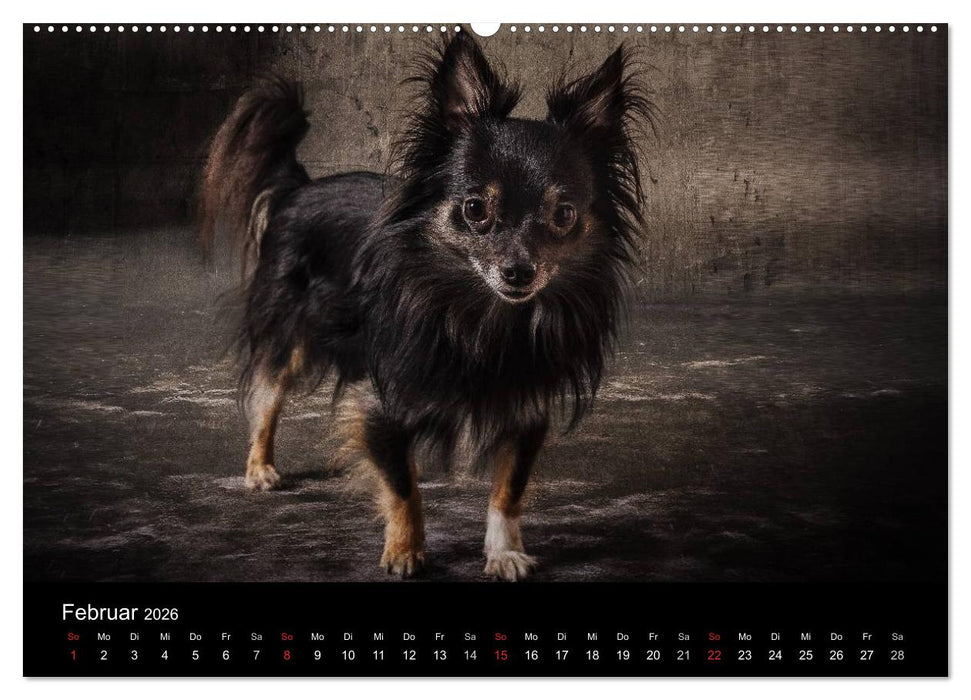Urban Dogs - Hundekalender der anderen Art (CALVENDO Premium Wandkalender 2026)