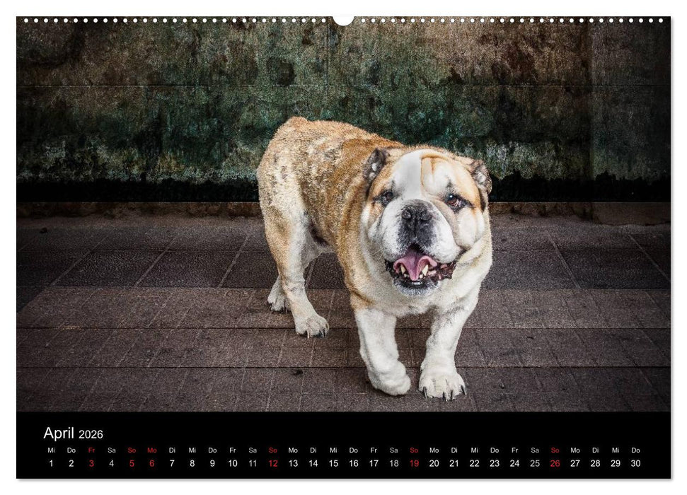Urban Dogs - Hundekalender der anderen Art (CALVENDO Premium Wandkalender 2026)