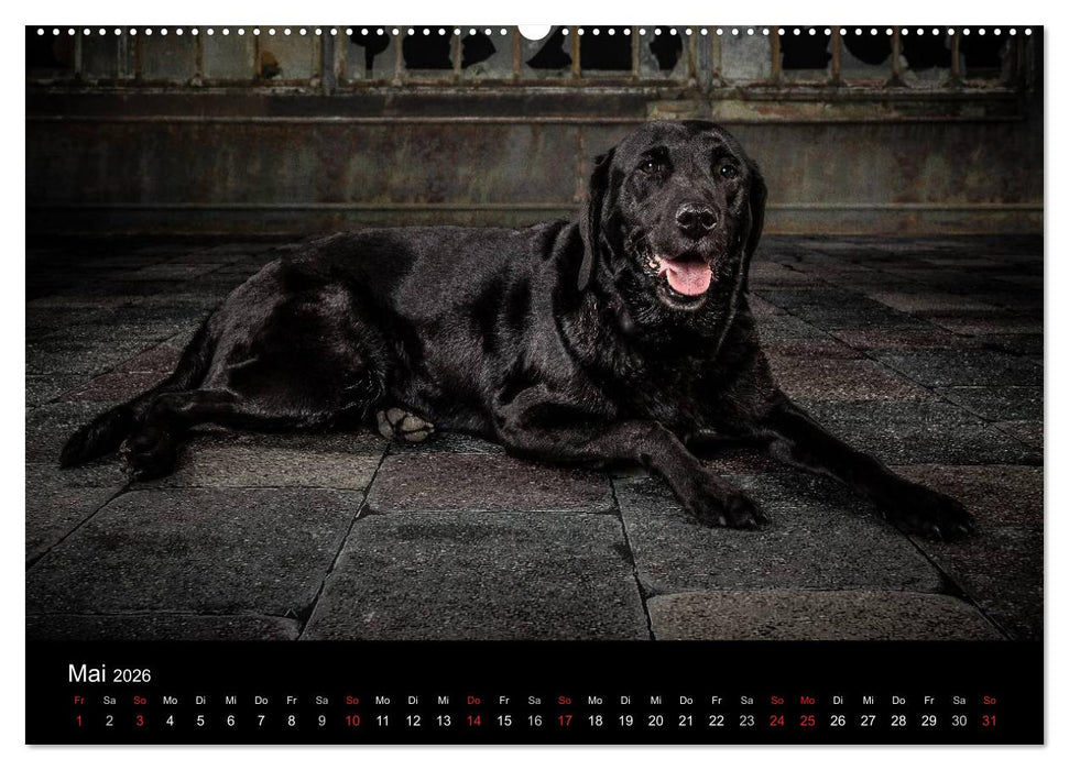 Urban Dogs - Hundekalender der anderen Art (CALVENDO Premium Wandkalender 2026)
