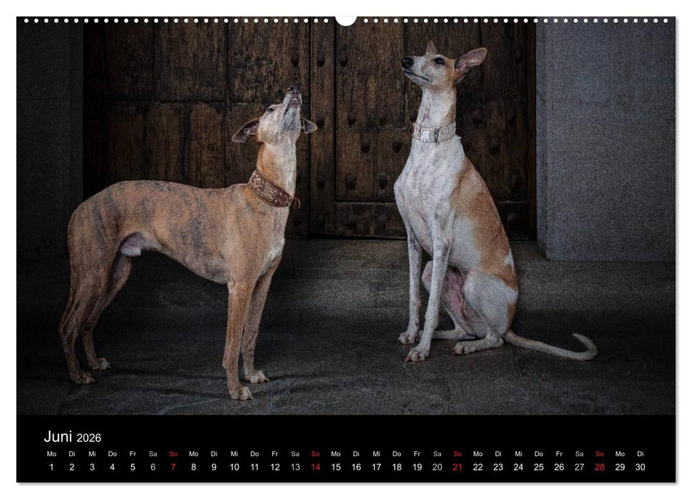 Urban Dogs - Hundekalender der anderen Art (CALVENDO Premium Wandkalender 2026)