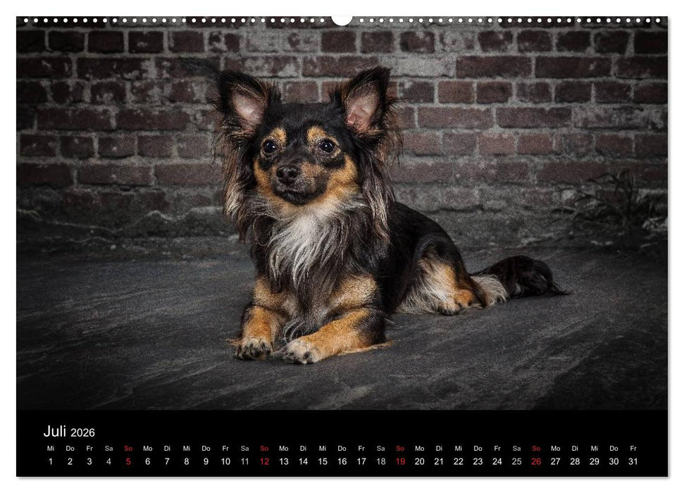 Urban Dogs - Hundekalender der anderen Art (CALVENDO Premium Wandkalender 2026)