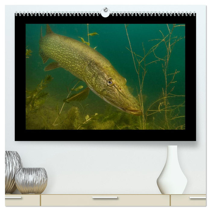 Der Hecht - Tauchen Sie ab mit Daniel Hohlfeld (CALVENDO Premium Wandkalender 2026)