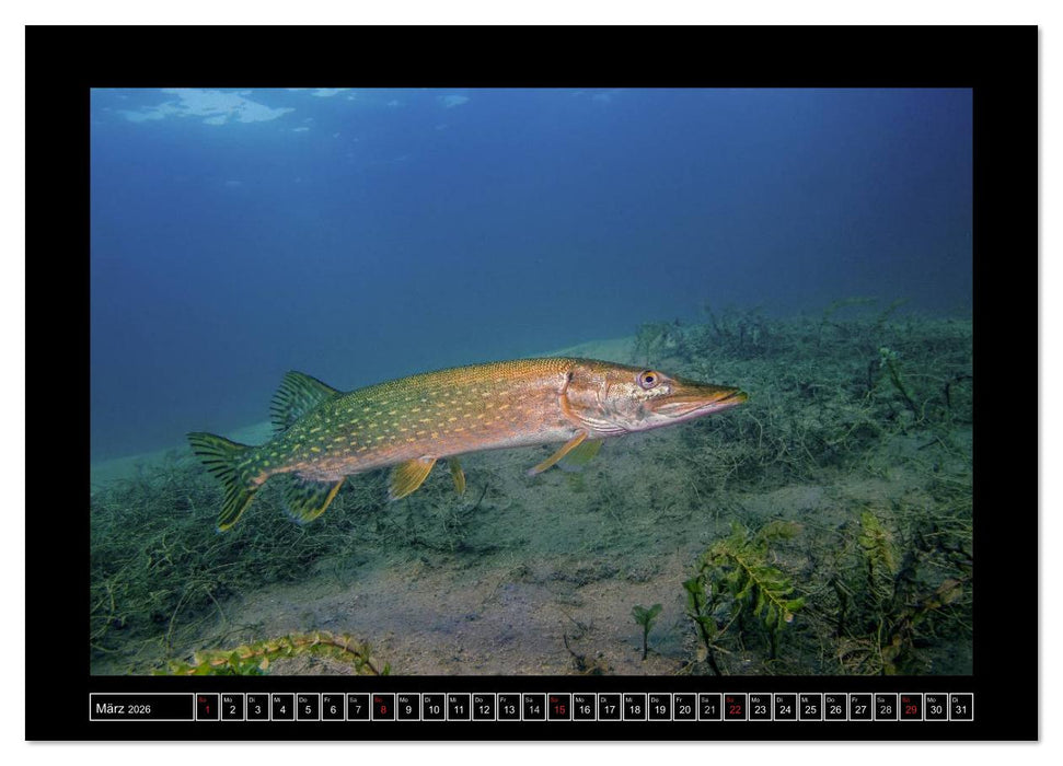 Der Hecht - Tauchen Sie ab mit Daniel Hohlfeld (CALVENDO Premium Wandkalender 2026)