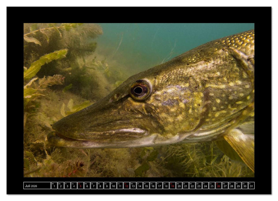 Der Hecht - Tauchen Sie ab mit Daniel Hohlfeld (CALVENDO Premium Wandkalender 2026)