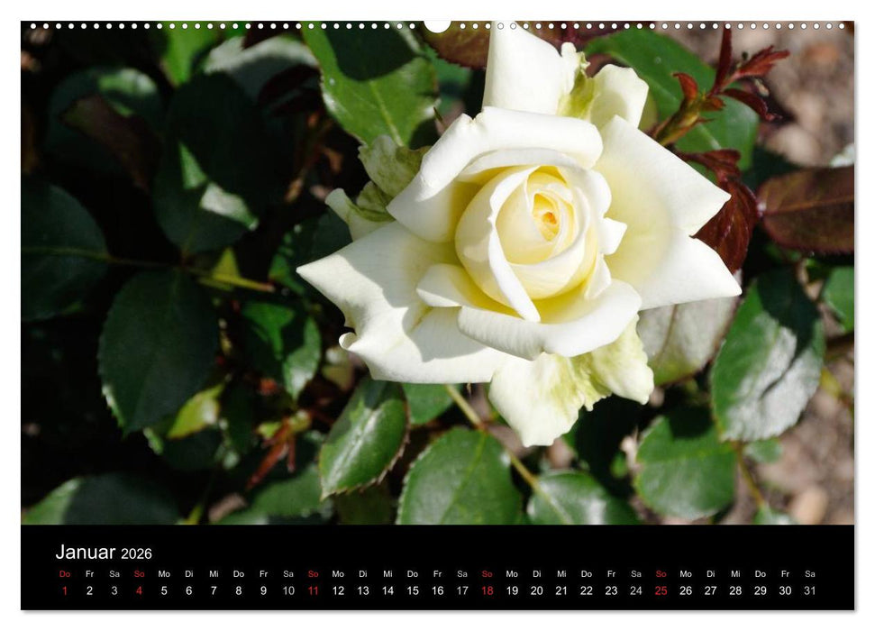 Baden bei Wien - Rosarium (CALVENDO Premium Wandkalender 2026)