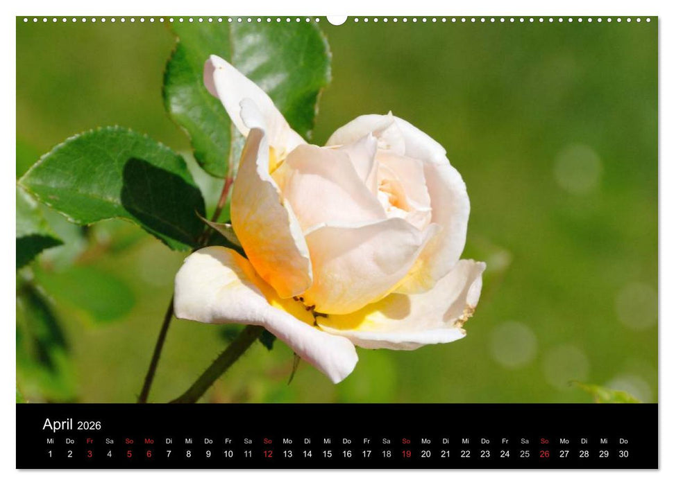 Baden bei Wien - Rosarium (CALVENDO Premium Wandkalender 2026)