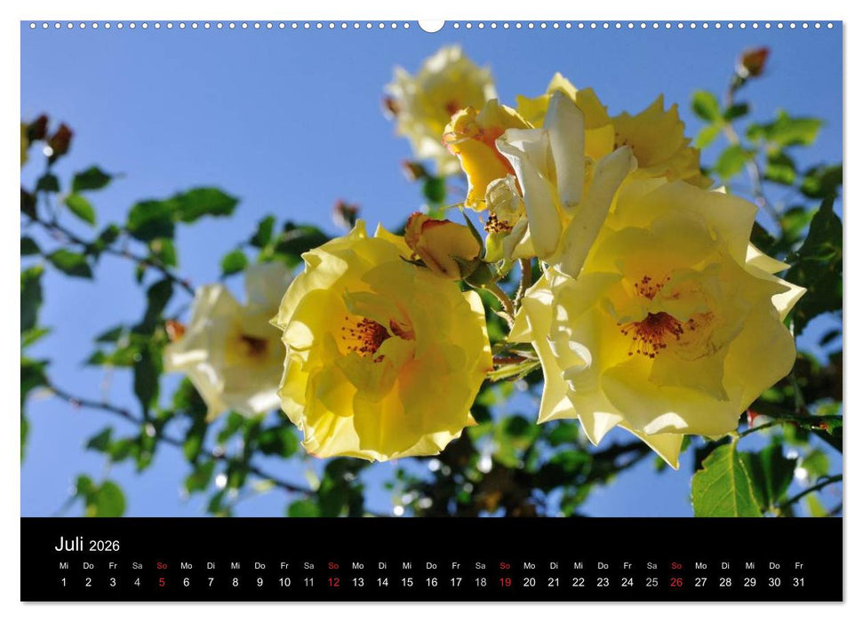 Baden bei Wien - Rosarium (CALVENDO Premium Wandkalender 2026)