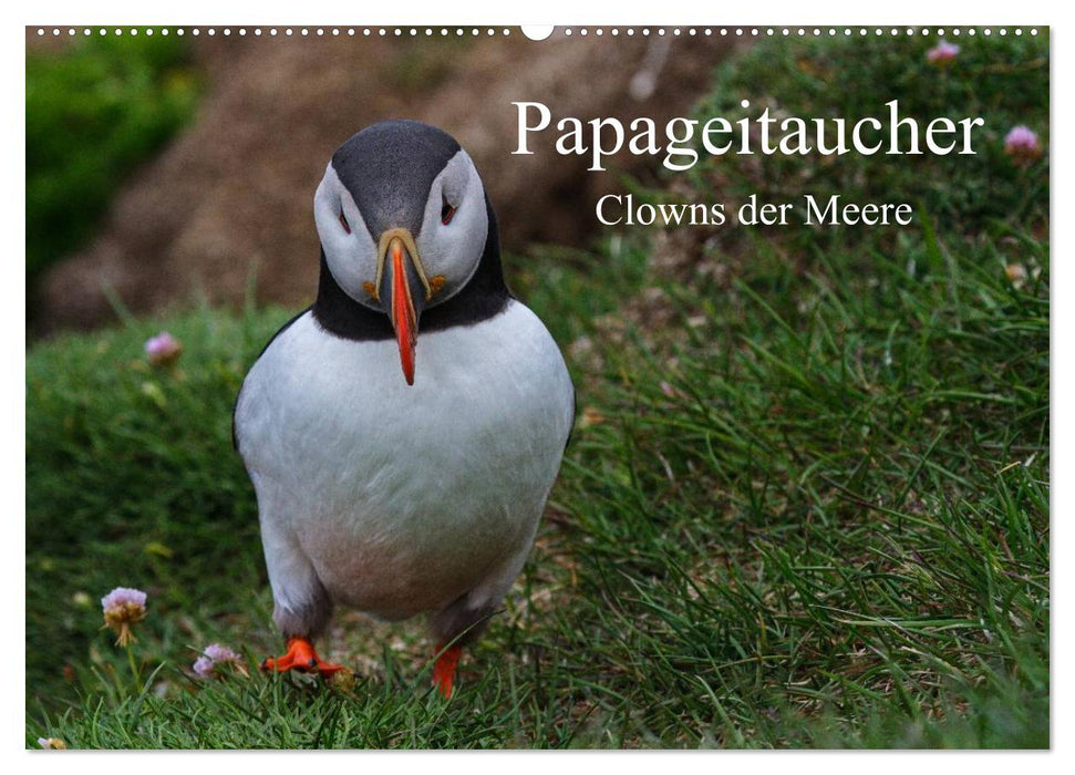 Papageitaucher Clowns der Meere (CALVENDO Wandkalender 2026)