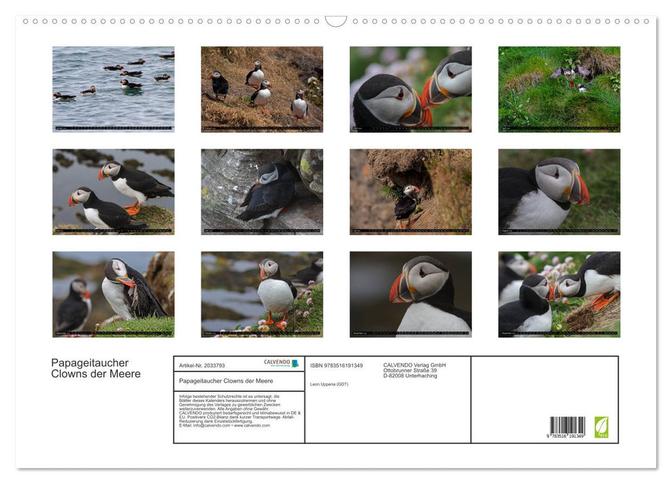 Papageitaucher Clowns der Meere (CALVENDO Wandkalender 2026)