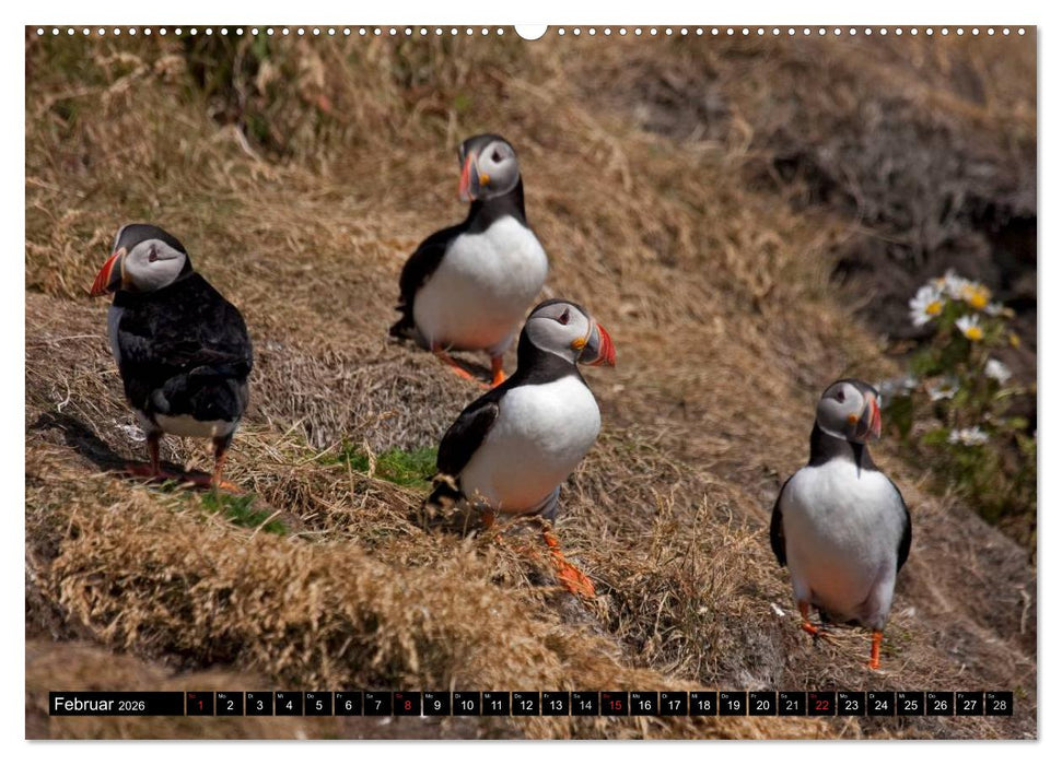 Papageitaucher Clowns der Meere (CALVENDO Wandkalender 2026)