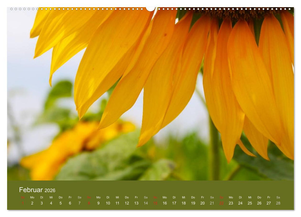 Sonnenblumen - die Blumen der Lebensfreude (CALVENDO Wandkalender 2026)