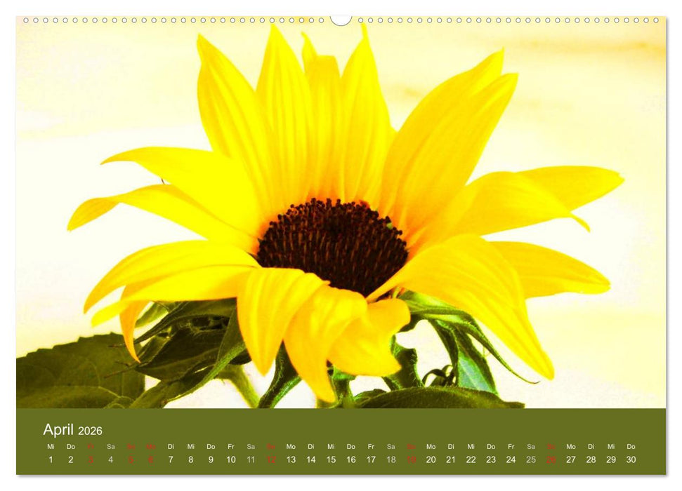 Sonnenblumen - die Blumen der Lebensfreude (CALVENDO Wandkalender 2026)