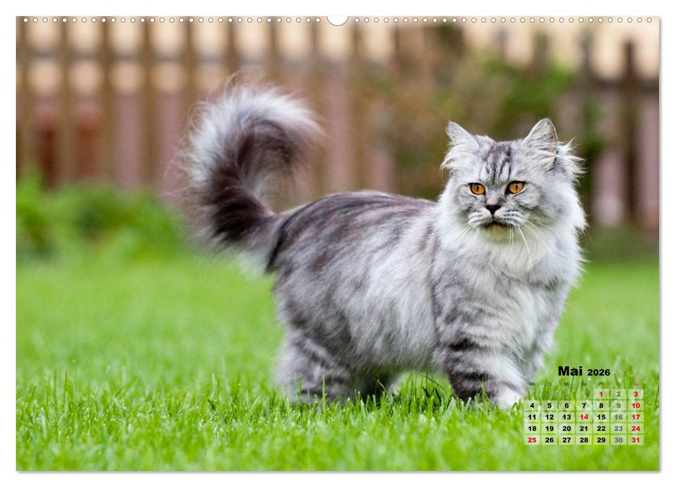 Katzen im Grünen (CALVENDO Premium Wandkalender 2026)