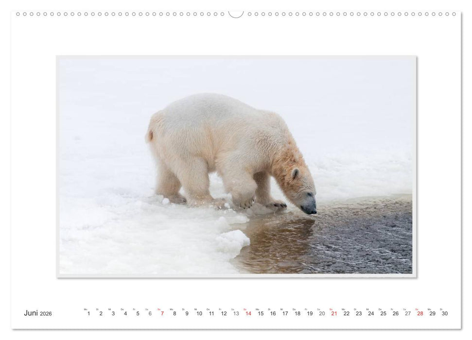 Emotionale Momente: Der Eisbär. (CALVENDO Wandkalender 2026)