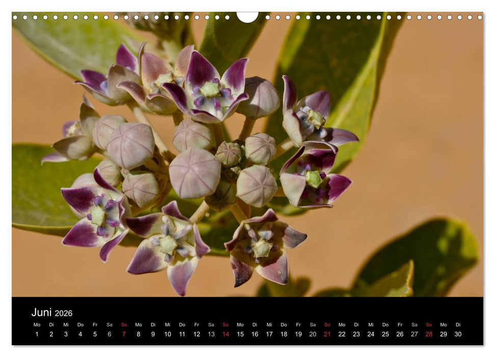 Sahara - Südalgerien (CALVENDO Wandkalender 2026)