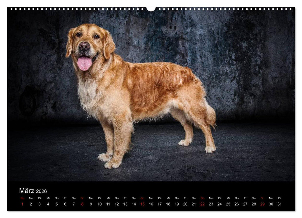 Urban Dogs - Hundekalender der anderen Art (CALVENDO Wandkalender 2026)