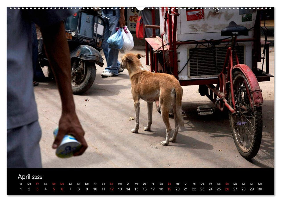 Straßenhunde (CALVENDO Premium Wandkalender 2026)
