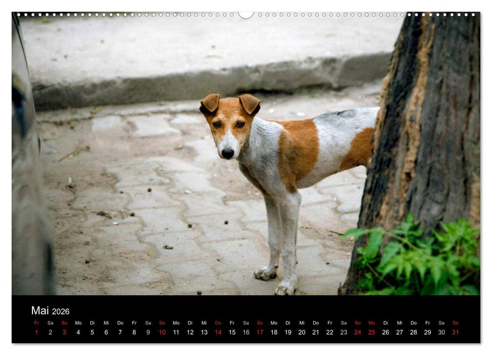 Straßenhunde (CALVENDO Premium Wandkalender 2026)