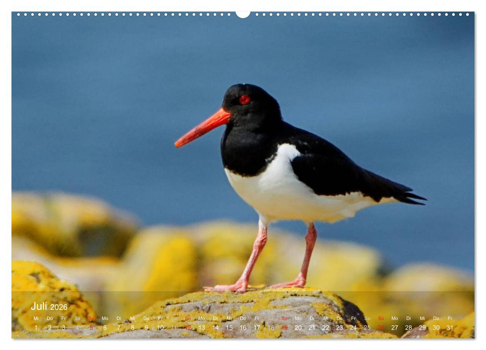 Nordatlantische Seevögel (CALVENDO Premium Wandkalender 2026)