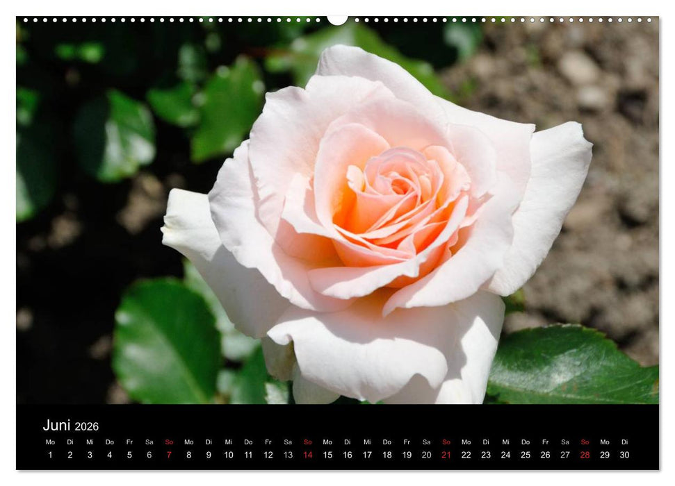 Baden bei Wien - Rosarium (CALVENDO Wandkalender 2026)