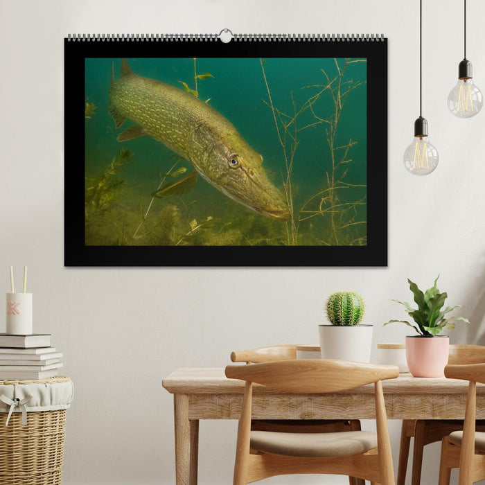 Der Hecht - Tauchen Sie ab mit Daniel Hohlfeld (CALVENDO Wandkalender 2026)