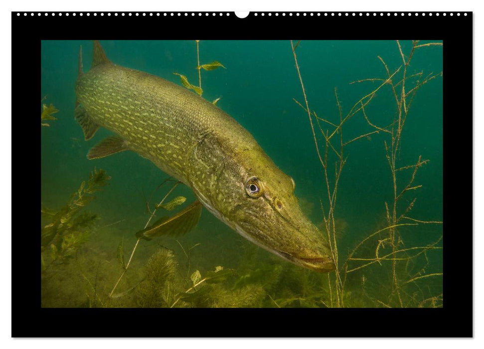 Der Hecht - Tauchen Sie ab mit Daniel Hohlfeld (CALVENDO Wandkalender 2026)