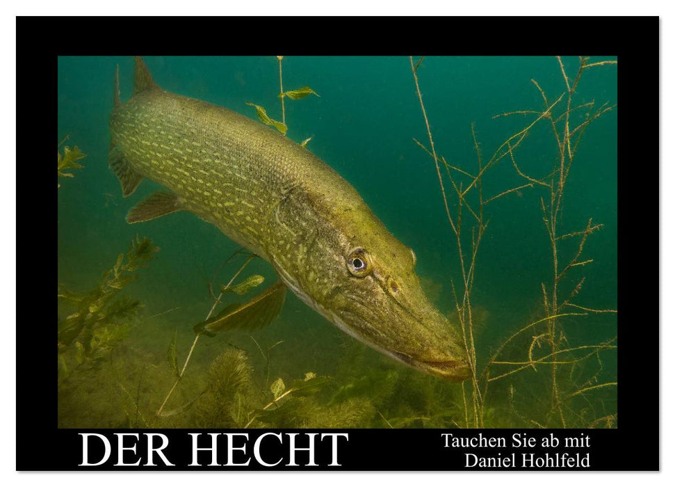 Der Hecht - Tauchen Sie ab mit Daniel Hohlfeld (CALVENDO Wandkalender 2026)