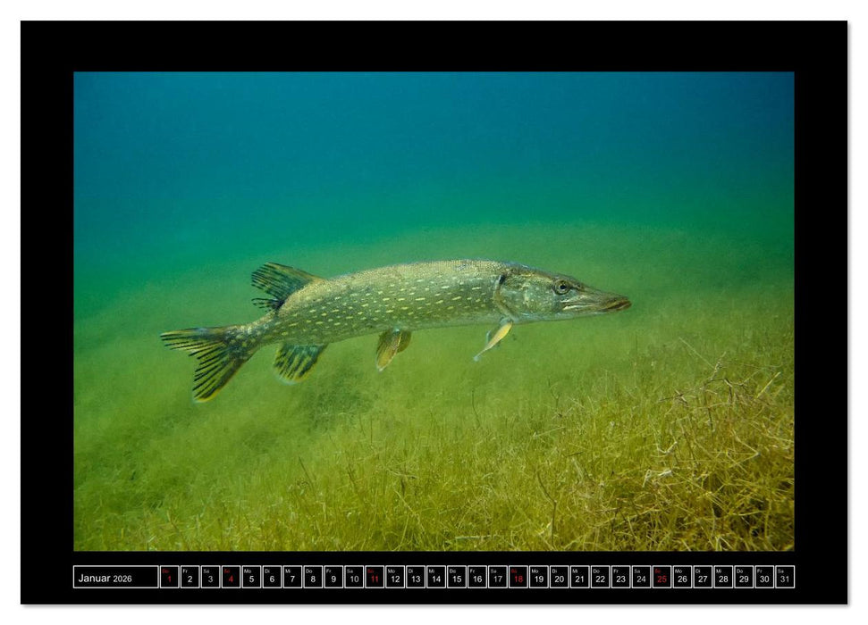 Der Hecht - Tauchen Sie ab mit Daniel Hohlfeld (CALVENDO Wandkalender 2026)
