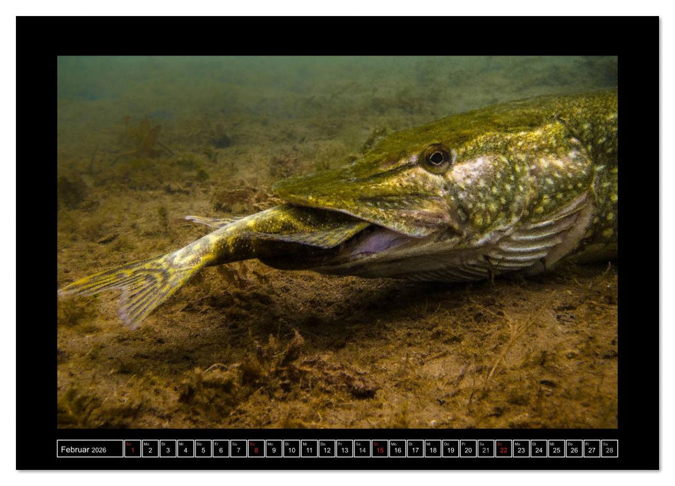 Der Hecht - Tauchen Sie ab mit Daniel Hohlfeld (CALVENDO Wandkalender 2026)