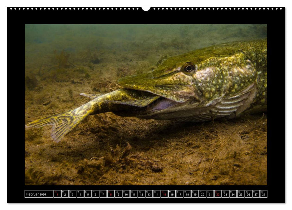 Der Hecht - Tauchen Sie ab mit Daniel Hohlfeld (CALVENDO Wandkalender 2026)