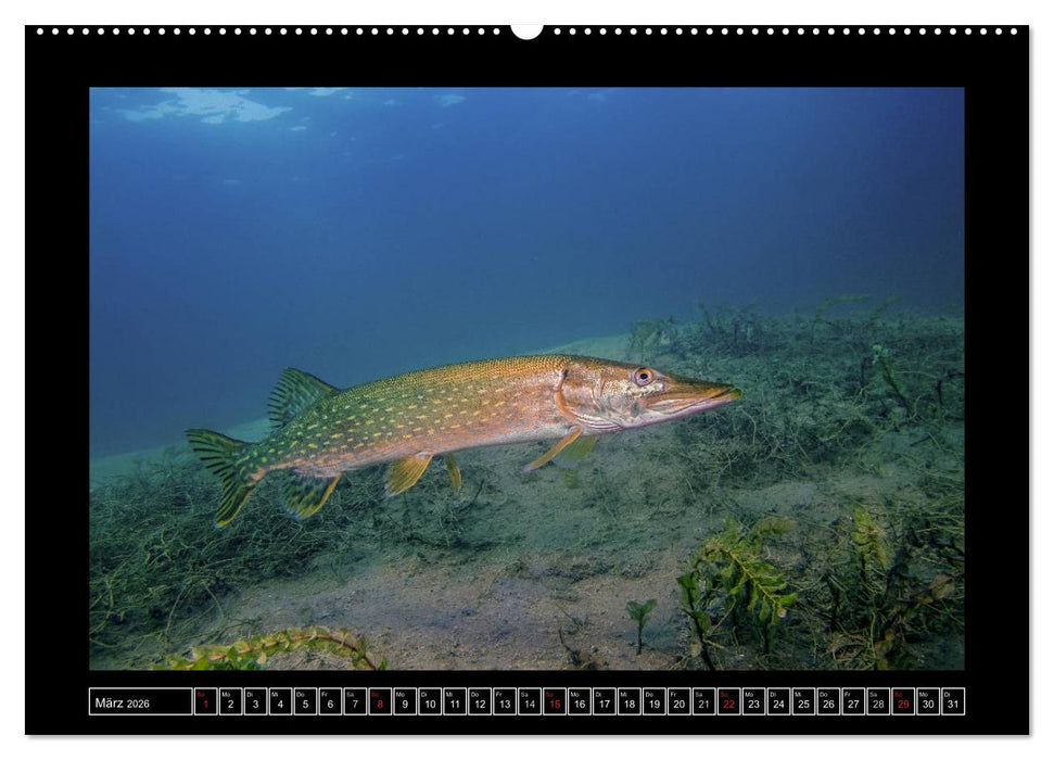 Der Hecht - Tauchen Sie ab mit Daniel Hohlfeld (CALVENDO Wandkalender 2026)