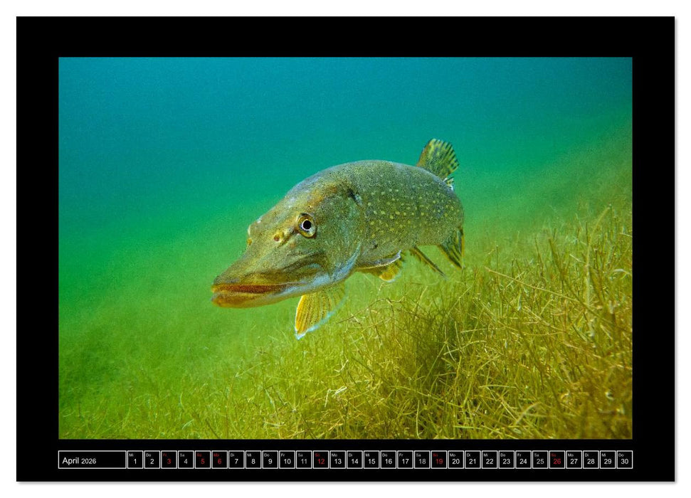 Der Hecht - Tauchen Sie ab mit Daniel Hohlfeld (CALVENDO Wandkalender 2026)