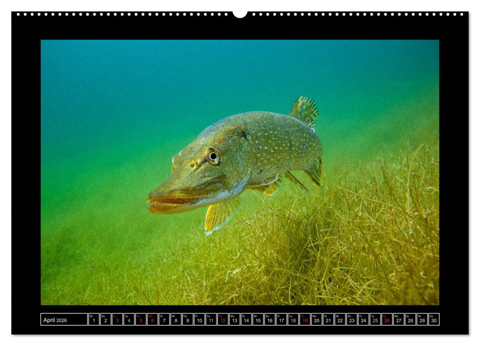 Der Hecht - Tauchen Sie ab mit Daniel Hohlfeld (CALVENDO Wandkalender 2026)