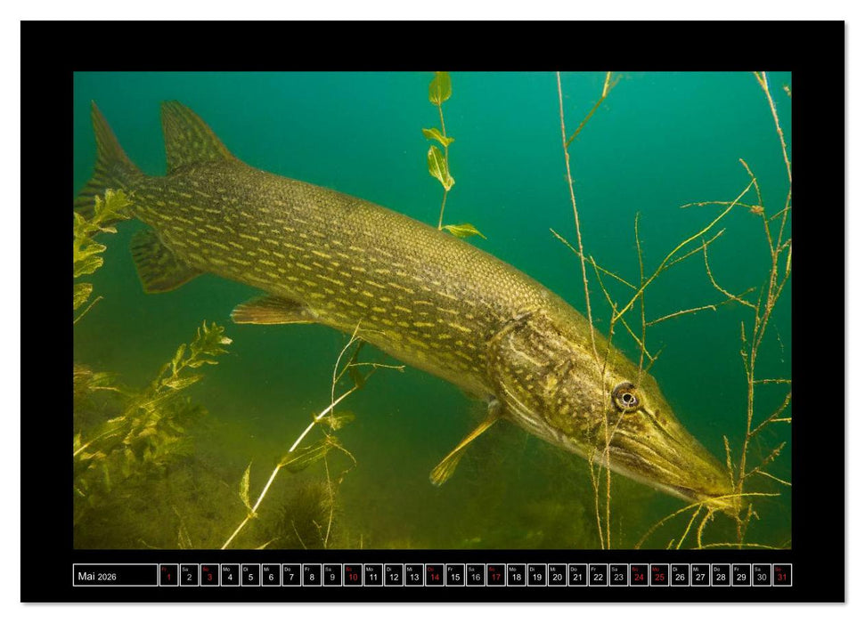 Der Hecht - Tauchen Sie ab mit Daniel Hohlfeld (CALVENDO Wandkalender 2026)