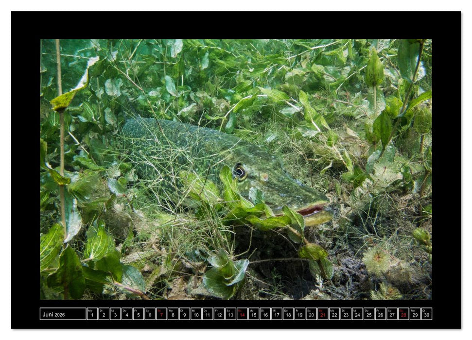 Der Hecht - Tauchen Sie ab mit Daniel Hohlfeld (CALVENDO Wandkalender 2026)