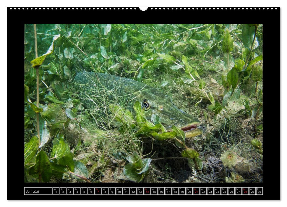 Der Hecht - Tauchen Sie ab mit Daniel Hohlfeld (CALVENDO Wandkalender 2026)