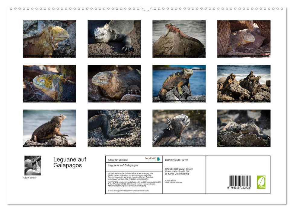 Leguane auf Galapagos (CALVENDO Premium Wandkalender 2026)